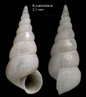 Aclis minor (Brown, 1827)Shell from Benalmena, Spain (actual size 3.1 mm).