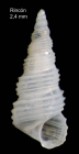 Aclis minor (Brown, 1827)Shell from Rinc de la Victoria, Maga, Spain (actual size 2.4 mm).