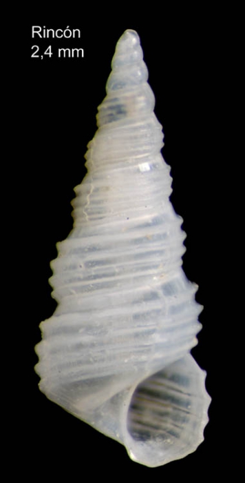 Aclis minor (Brown, 1827)Shell from Rincón de la Victoria, Málaga, Spain (actual size 2.4 mm). Aclis minor (Brown, 1827)Shell from Rincón de la Victoria, Málaga, Spain (actual size 2.4 mm).