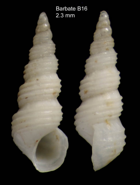 Aclis ascaris (Turton, 1819)Shell from Barbate, Spain (actual size 2.3 mm) Aclis ascaris (Turton, 1819)Shell from Barbate, Spain (actual size 2.3 mm)