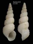 Aclis ascaris (Turton, 1819)Shell from Barbate, Spain (actual size 2.3 mm)