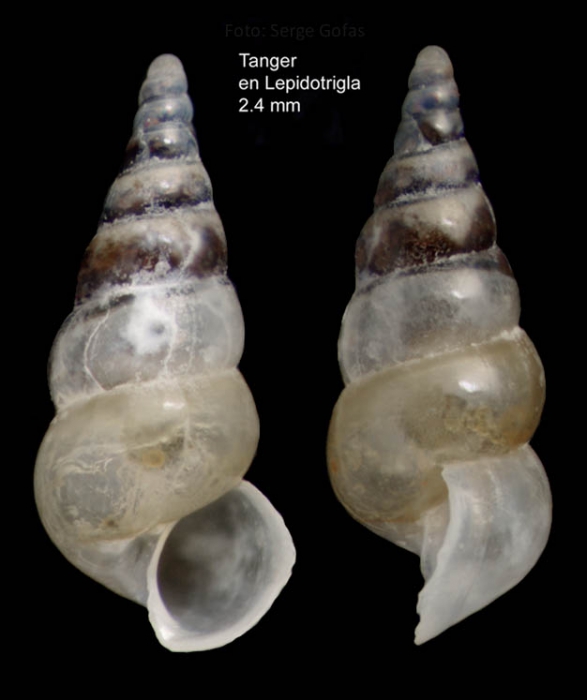 Aclis attenuans Jeffreys, 1883Shell from Djibouti Banks, Alboran Sea, 350-365 m (actual size 2.8 mm).