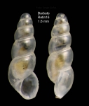 Aclis vitrea Watson, 1897Specimen from Barbate (29 m) (actual size 1.6 mm)