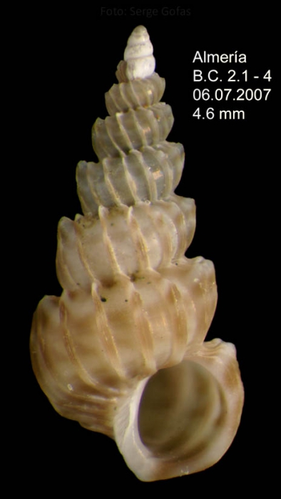 Epitonium cantrainei (Weinkauff, 1866)Shell from Almería, Spain (actual size 4.6 mm).