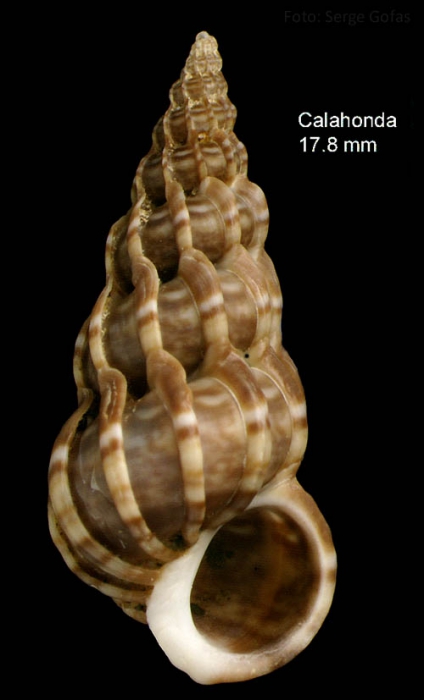 Epitonium clathrus (Linnaeus, 1758)Specimen from Calahonda, Málaga, Spain (actual size 17.8 mm). Epitonium clathrus (Linnaeus, 1758)Specimen from Calahonda, Málaga, Spain (actual size 17.8 mm).