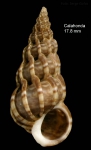 Epitonium clathrus (Linnaeus, 1758)Specimen from Calahonda, Málaga, Spain (actual size 17.8 mm).
