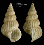 Epitonium dendrophylliae Bouchet & Warén, 1986Specimen from off Mohammedia, Morocco (col. MNHN, Paris) (actual size 5.1 mm).