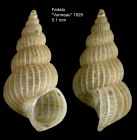 Epitonium dendrophylliae Bouchet & Warn, 1986Specimen from off Mohammedia, Morocco (col. MNHN, Paris) (actual size 5.1 mm).