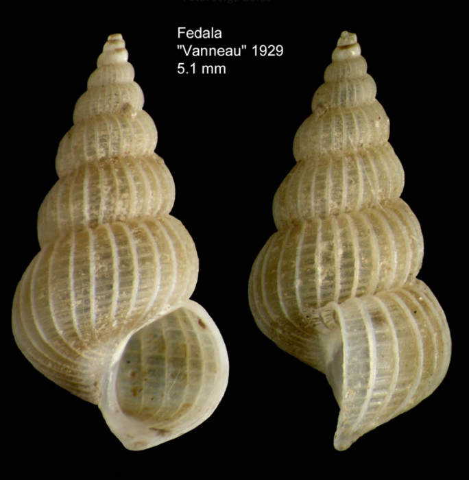 Epitonium dendrophylliae Bouchet & Warén, 1986Specimen from off Mohammedia, Morocco (col. MNHN, Paris) (actual size 5.1 mm). Epitonium dendrophylliae Bouchet & Warén, 1986Specimen from off Mohammedia, Morocco (col. MNHN, Paris) (actual size 5.1 mm).