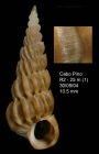 Epitonium vittatum (Jeffreys, 1884) Specimen from Cabo Pino, Mlaga, Spain, 25 m (actual size 10.5 mm).