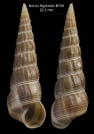 Acirsa subdecussata (Cantraine, 1835)  Specimen from Djibouti Banks, Alboran Sea, 350-365 m (actual size 22.3 mm)