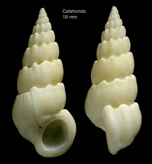 Opalia crenata (Linnaeus, 1758)Specimen from Calahonda, Málaga, Spain (actual size 18 mm). Opalia crenata (Linnaeus, 1758)Specimen from Calahonda, Málaga, Spain (actual size 18 mm).