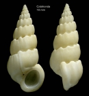 Opalia crenata (Linnaeus, 1758)Specimen from Calahonda, Maga, Spain (actual size 18 mm).
