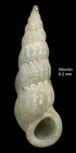 Opalia hellenica (Forbes, 1844)Specimen from isla de Albor (col. gel Luque) (actual size 6.2 mm).