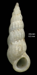 Opalia hellenica (Forbes, 1844)Specimen from isla de Alborán (col. Ángel Luque) (actual size 6.2 mm).