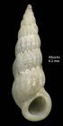 Opalia hellenica (Forbes, 1844)Specimen from isla de Alborn (col. ngel Luque) (actual size 6.2 mm).
