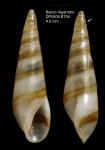 Eulima bilineata Alder, 1848Specimen from Djibouti Banks, Alboran Sea, 360-365 m (actual size 4.0 mm).