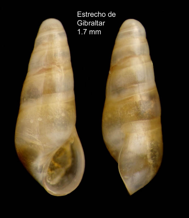 Fusceulima minuta (Jeffreys, 1884)Specimen from the Strait of Gibraltar (actual size 1.7 mm).