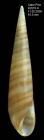 Eulima glabra (da Costa, 1778)Specimen from Cabo Pino, Maga, Spain, 15 m (actual size 10.3 mm).