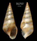 Eulima fuscozonata Bouchet & Warn, 1986Specimen from Djibouti Banks, Alboran Sea, 360-365 m (actual size 4.3 mm)
