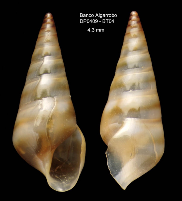 Eulima fuscozonata Bouchet & Warén, 1986Specimen from Djibouti Banks, Alboran Sea, 360-365 m (actual size 4.3 mm) Eulima fuscozonata Bouchet & Warén, 1986Specimen from Djibouti Banks, Alboran Sea, 360-365 m (actual size 4.3 mm)