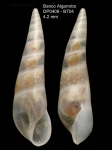 Curveulima devians (Monterosato, 1884)Specimen from Djibouti Banks, Alboran Sea, 360-365 m (actual size 4.2 mm)