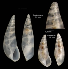 Curveulima dautzenbergi (Pallary, 1900)Specimens from Benalmena, Spain (actual size 3.3 mm) and from Fuengirola, Spain (actual size 1.9 mm).