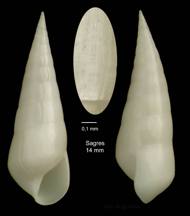 Melanella alba (da Costa, 1778)Specimen from Sagres, Portugal (actual size 14.0 mm).