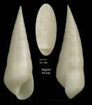 Melanella alba (da Costa, 1778)Specimen from Sagres, Portugal (actual size 14.0 mm).