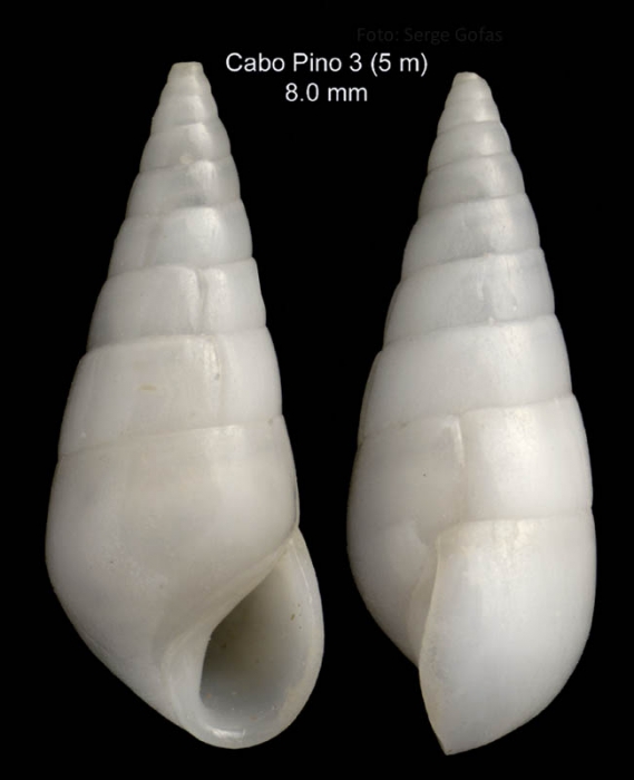 Melanella boscii (Payraudeau, 1826)Specimen from Cabo Pino, Mlaga, Spain, 15 m (actual size 8.0 mm).