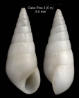 Melanella boscii (Payraudeau, 1826)Specimen from Cabo Pino, Málaga, Spain, 15 m (actual size 8.0 mm).