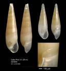 Melanella compactilis (Monterosato, 1884)Specimen from Cabo Pino, Mlaga, Spain, 25 m (actual size 4.3 and 3.1 mm).