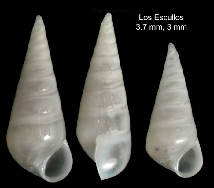 Parvioris ibizencus (Nordsieck, 1968)Specimen from Los Escullos, Almería, Spain (actual size 3.0 and 3.7 mm).