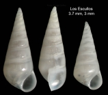 Parvioris ibizencus (Nordsieck, 1968)Specimen from Los Escullos, Almera, Spain (actual size 3.0 and 3.7 mm).