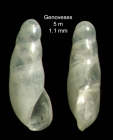 Vitreolina cionella (Monterosato, 1878)Shell from Bah de los Genoveses, Almer, Spain (actual size 1.1 mm).
