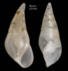 Vitreolina curva (Monterosato, 1874)Specimen from Rincón de la Victoria, Málaga, Spain (actual size 2.9 mm).