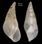 Vitreolina curva (Monterosato, 1874)Specimen from Rincn de la Victoria, Mlaga, Spain (actual size 2.9 mm).