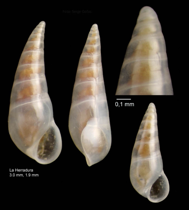 Vitreolina incurva (Bucquoy, Dautzenberg & Dollfus, 1883)Specimen from La Herradura, Granada (actual size 3.0 y1.9 mm).