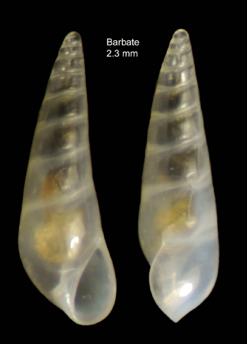 Vitreolina perminima (Jeffreys, 1883)Specimen from Barbate, Spain (actual size 2.3 mm).