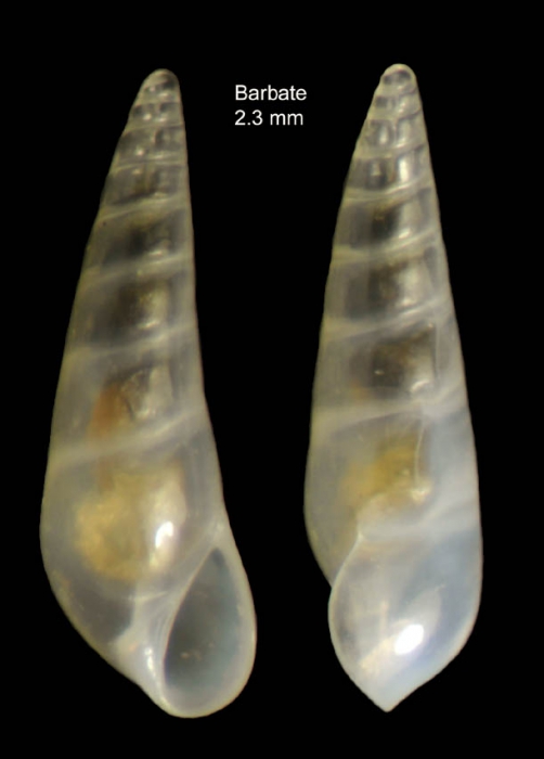 Vitreolina perminima (Jeffreys, 1883)Specimen from Barbate, Spain (actual size 2.3 mm). Vitreolina perminima (Jeffreys, 1883)Specimen from Barbate, Spain (actual size 2.3 mm).