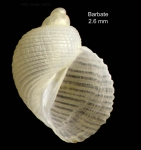 Macromphalus abylensis Warén & Bouchet, 1988Specimen from Barbate, Spain (actual size 2.6 mm)