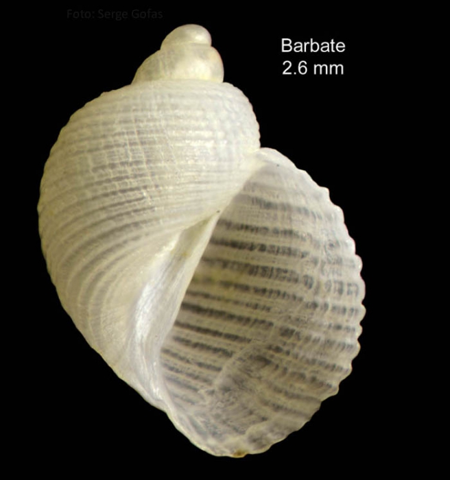 Macromphalus abylensis Warn & Bouchet, 1988Specimen from Barbate, Spain (actual size 2.6 mm)