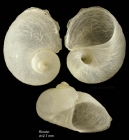 Megalomphalus azonus (Brusina, 1865)Shell from Rincon de la Victoria, Mlaga, Spain (actual size 2.7 mm)