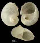 Megalomphalus azonus (Brusina, 1865)Shell from Rincon de la Victoria, Málaga, Spain (actual size 2.7 mm)