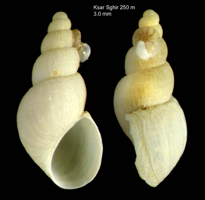 Talassia dagueneti (de Folin, 1873)Specimen from Ksar Sghir, Strait of Gibraltar (200 m) (actual size 3.0 mm).