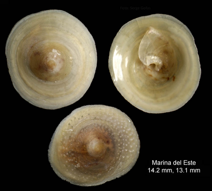 Calyptraea chinensis (Linnaeus, 1758)Specimens from Marina del Este, Granada, Spain, Granada (actual size 13 and 14 mm).