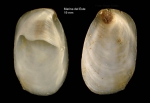 Crepidula unguiformis Lamarck, 1822Specimen from Marina del Este, Granada, Spain, Granada (actual size 19 mm).