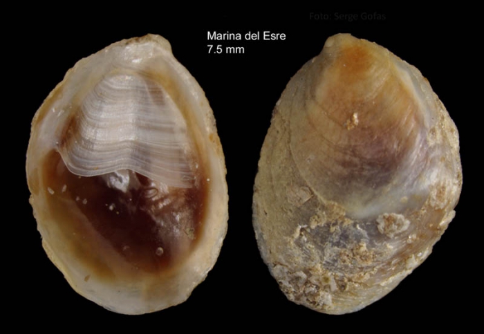 Crepidula moulinsii Michaud, 1829Specimen from Specimen from Marina del Este, Granada, Spain, Granada (actual size 7.5 mm).