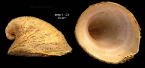 Capulus ungaricus (Linnaeus, 1758)Specimen from Bay of Maga, Spain (actual size 23 mm).