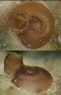 Vermetus rugulosus Monterosato, 1878Specimen from Benalmdena, Spain (actual size 1.3 mm).
